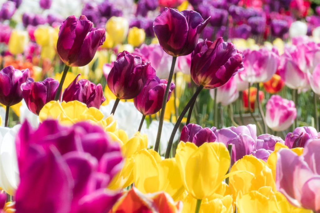 Norwich, the Florists’ Feast