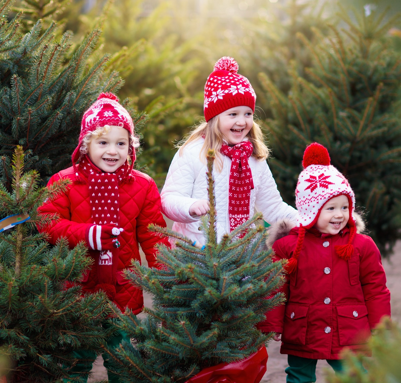 Holkham Christmas Tree Shop Visit Norwich