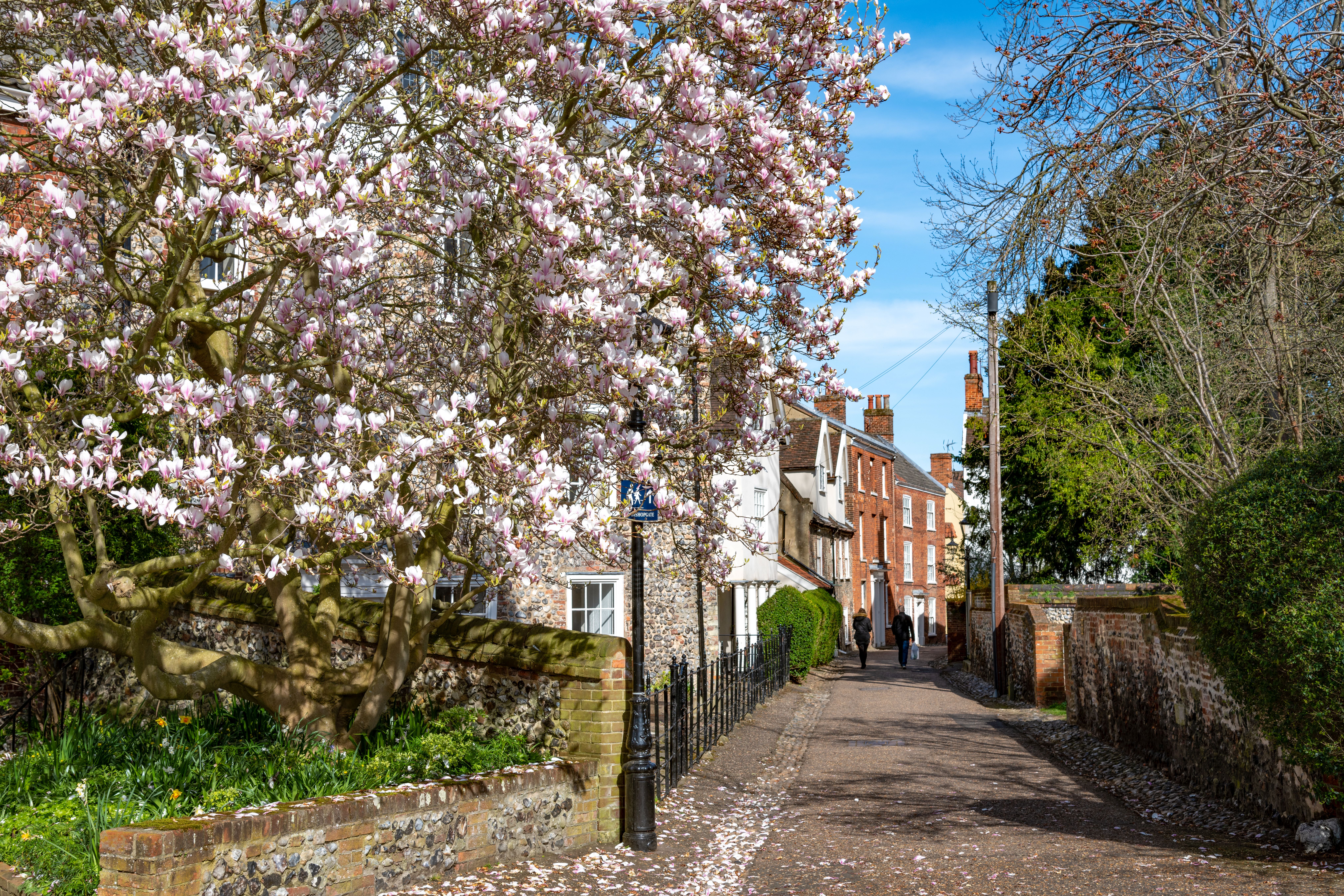 Cathedral Close with a magnolia tree in spring